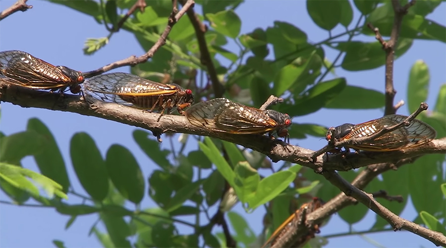 cicadas 