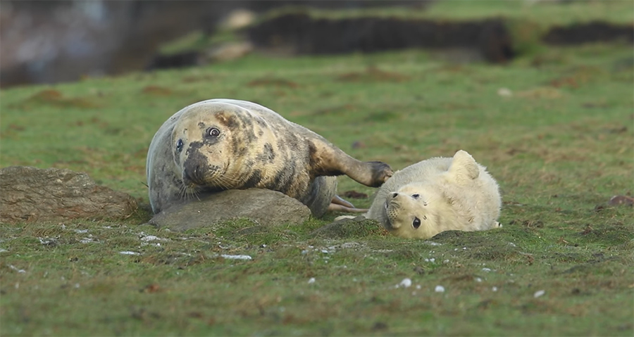 seal parent and child