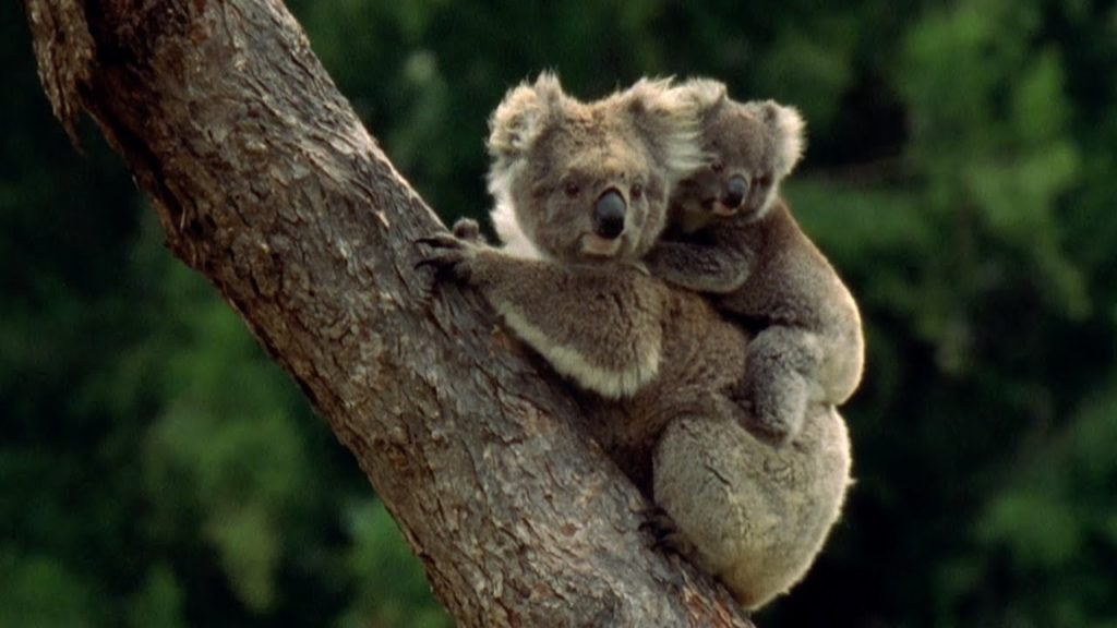 Why do baby koalas eat their mothers' poop? | The Kid Should See This