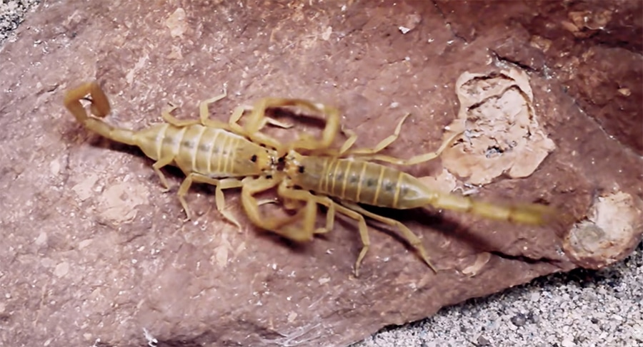 mating scorpions