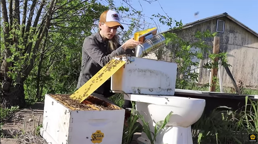 moving the bees