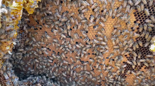 brood nest - baby bees emerging
