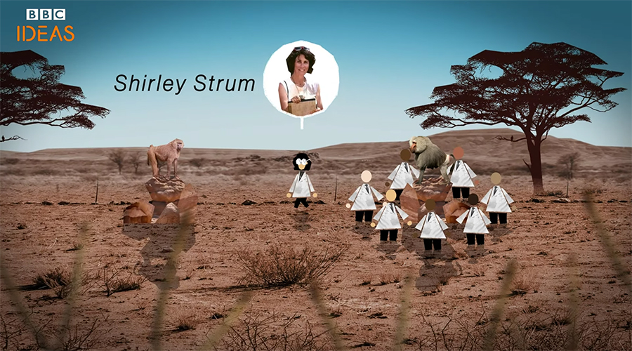 Shirley Strum's research breakthroughs