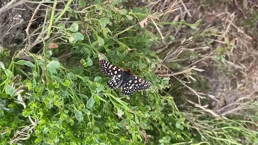 buttefly in the dunes