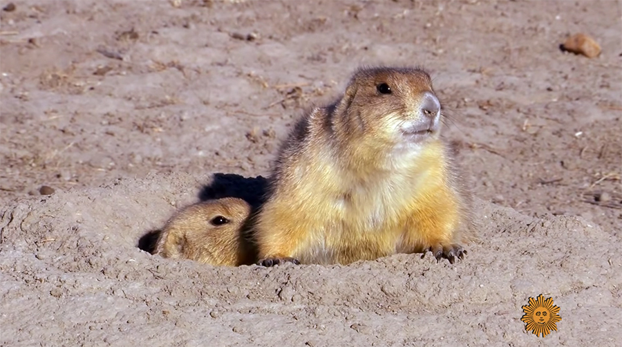 Prairie dogs squeak in the South Dakota Badlands | The Kid Should See This