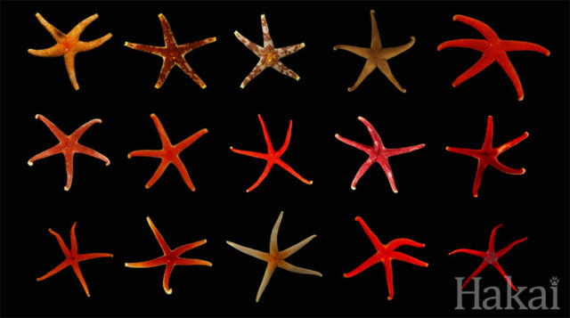 similar looking sea stars that are actually different species