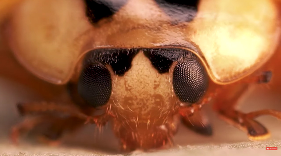 growing ladybug up close