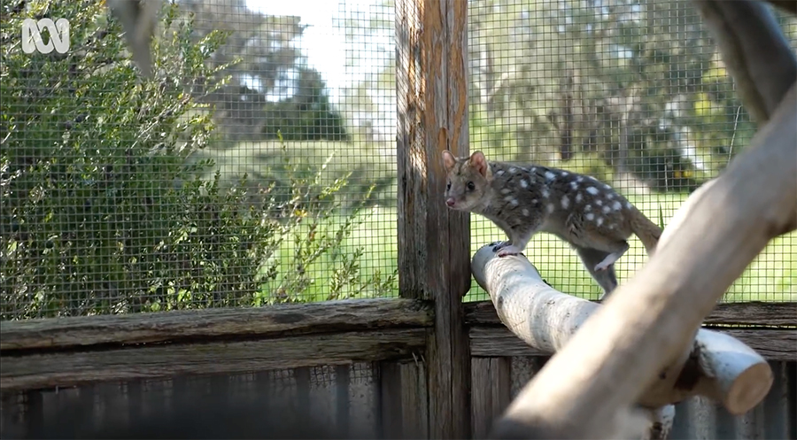 adult quoll in an enclosure