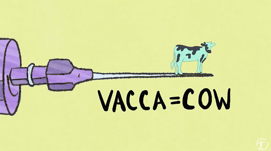 vacca = cow