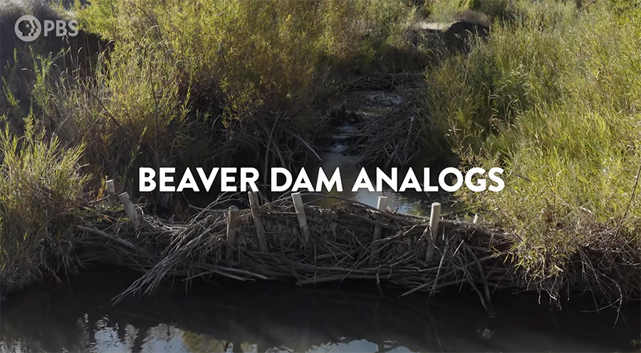 beaver dam analogs