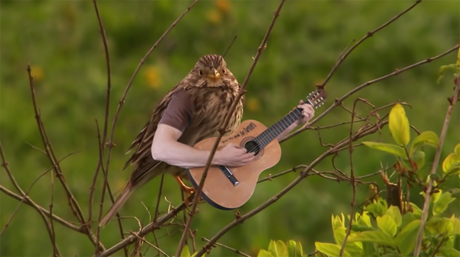 bird playing guitar