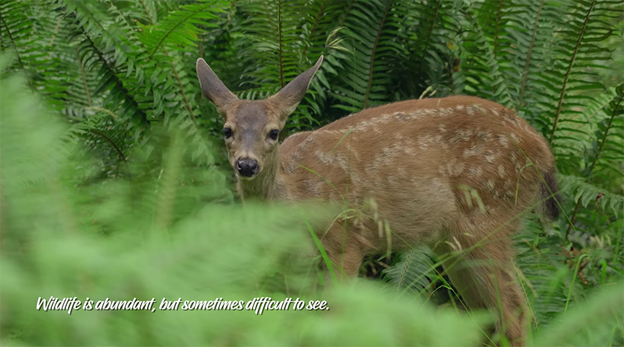a deer spotted in the forest