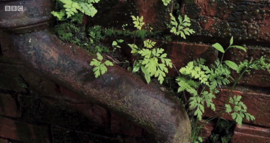 plants growing in a wall