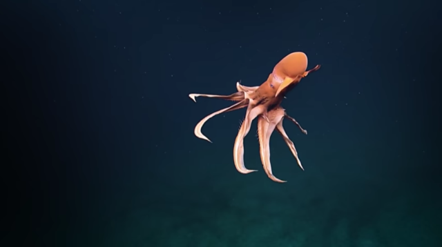 Cirroteuthidae octopus