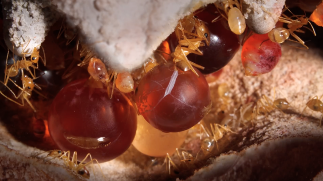 honey pot ants