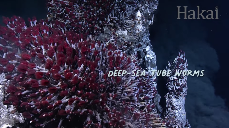 deep sea tube worms