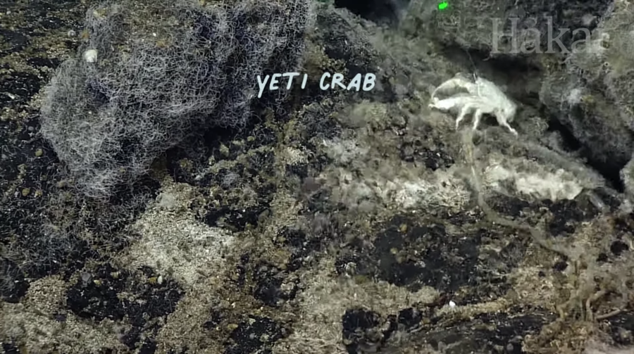 yeti crab