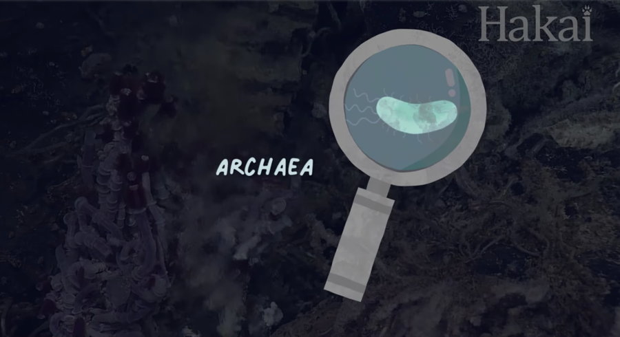 archaea