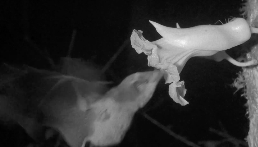 nectar bat at a Jicaro Danto flower