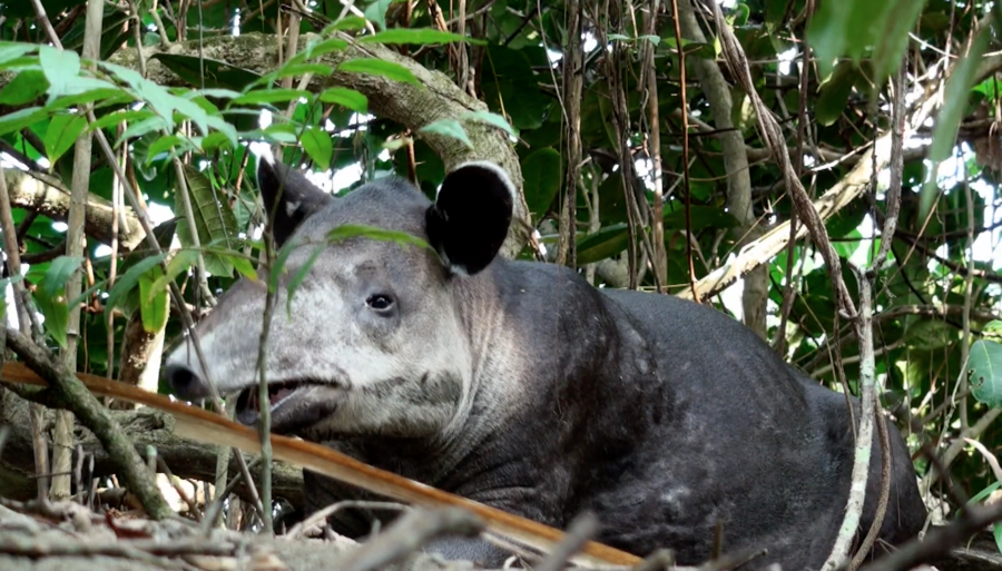 a resting tapir