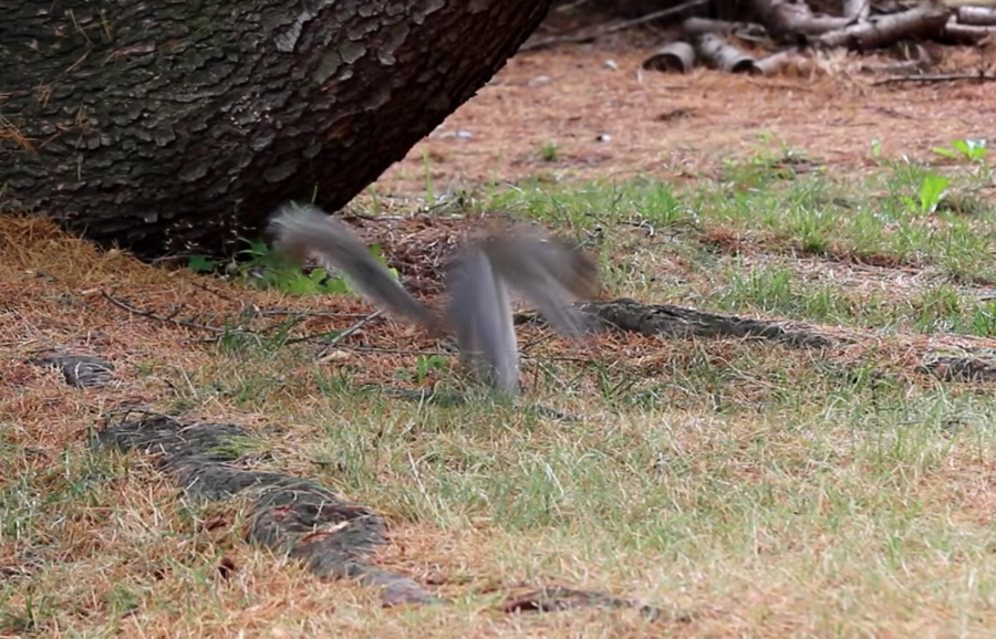 flipping squirrel