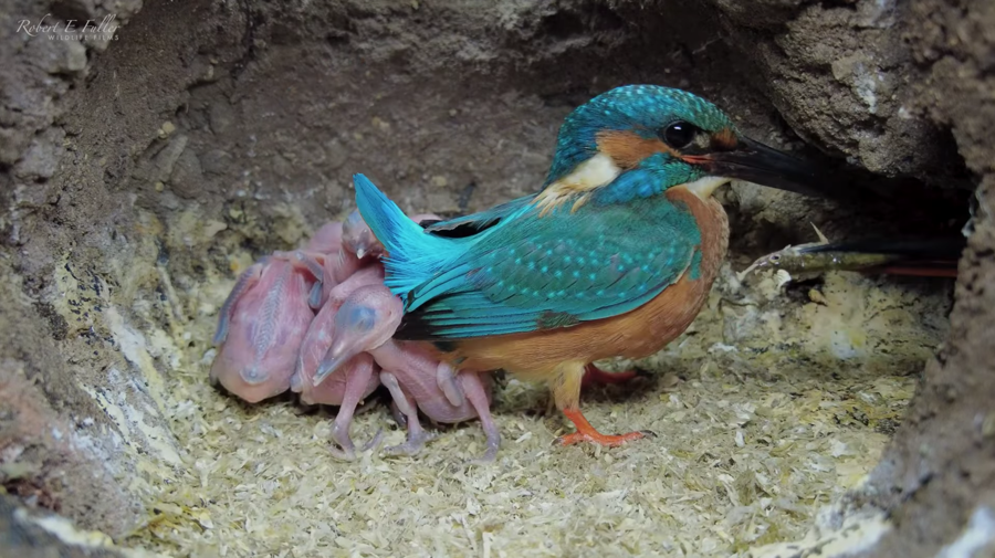 kingfisher guarding the babies