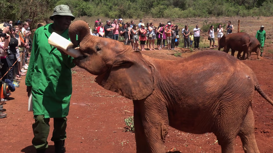 baby elephant at the Nairobi nursery