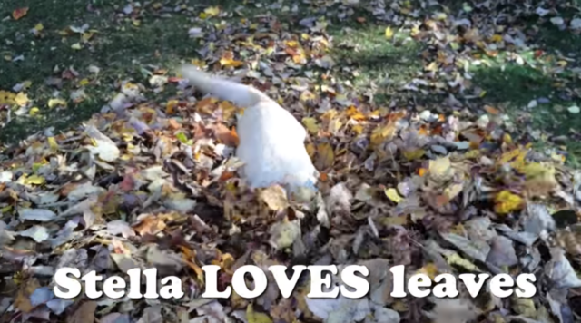 Stella in the leaves