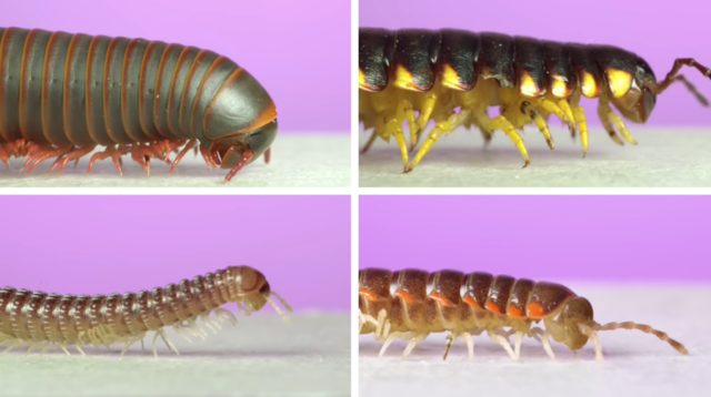 four millipede species