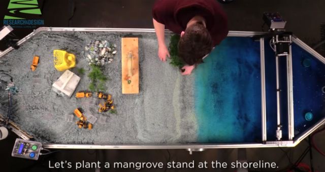 planting model mangroves