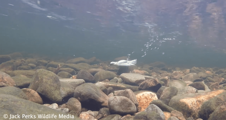 dipper foraging underwater