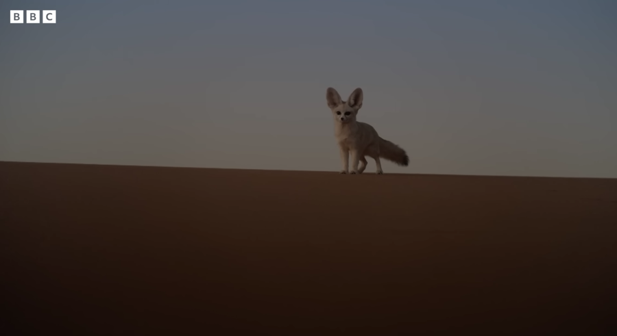 fennec fox on a sand hill