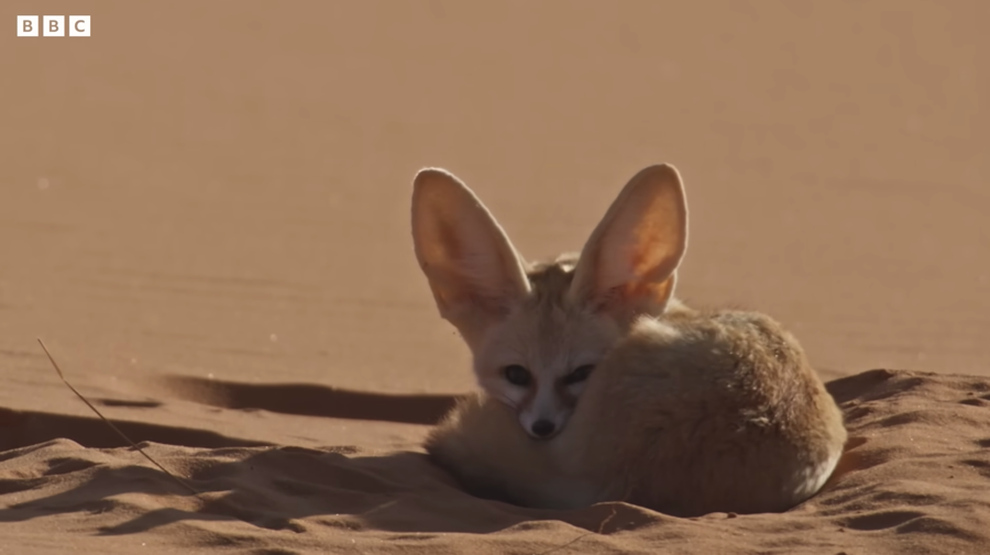 fennec fox curled up