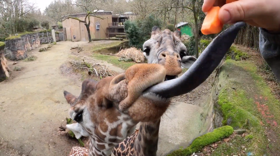 giraffe reaching for a carrot chunk with a prehensile tongue 