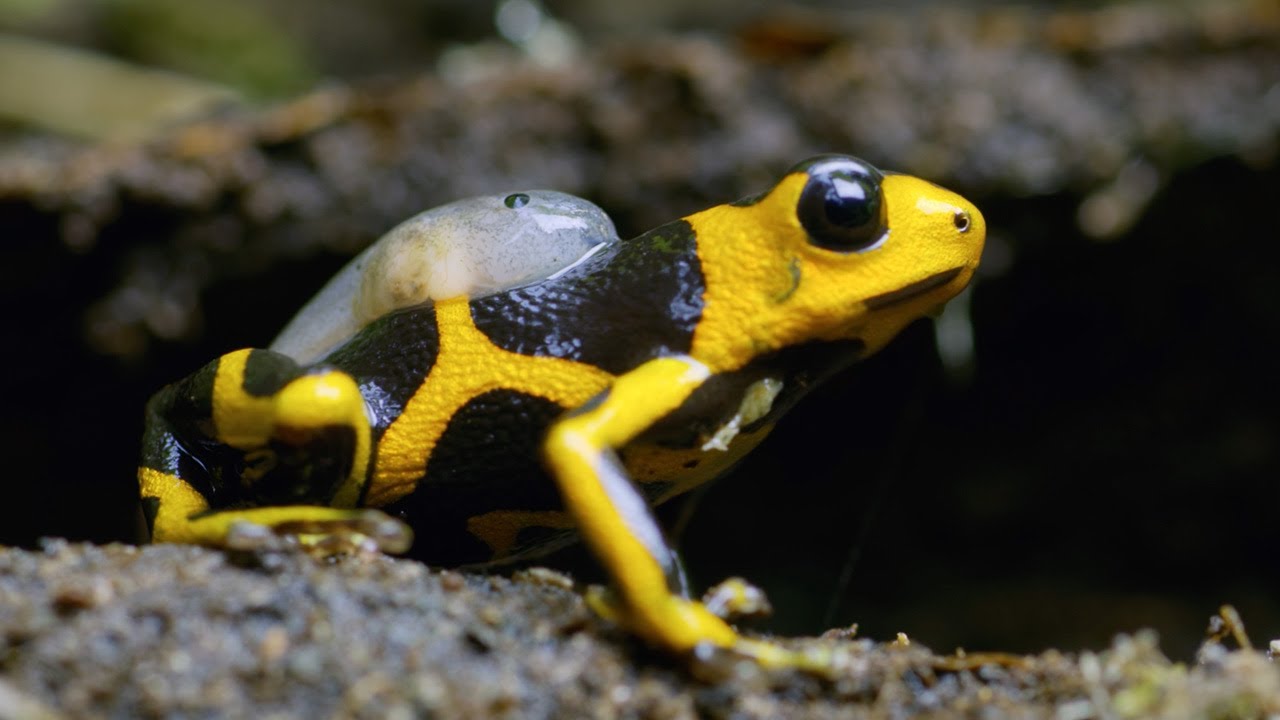 poison dart frog with a tadpole on its back