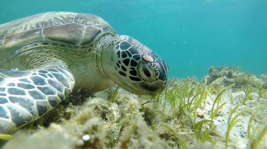 sea turtle with seagrass 