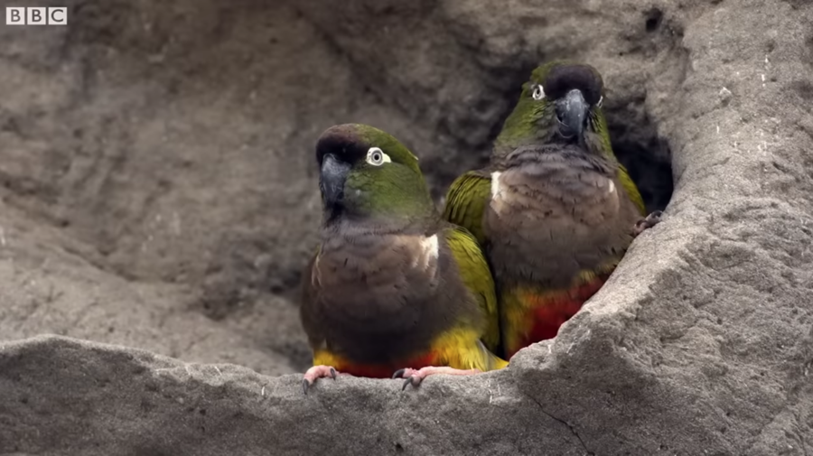 burrowing parakeets