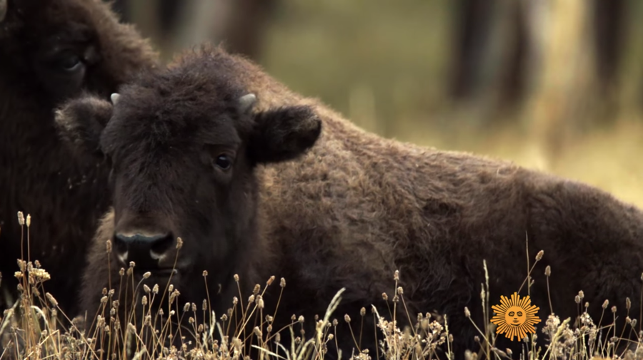 a young bison