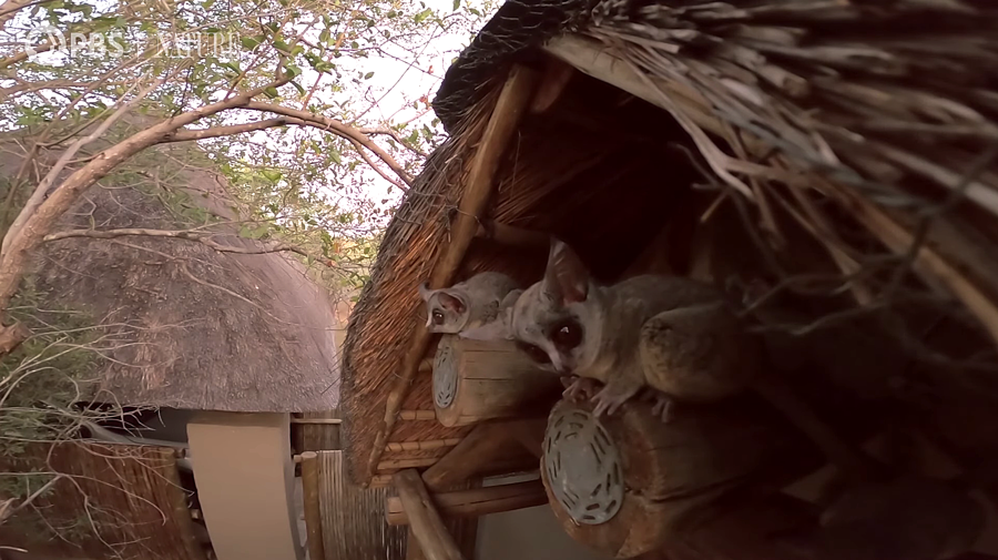 galagos observe the sunset to make sure it's safe to leave their shelter