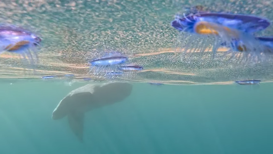 sunfish and velella from under the water