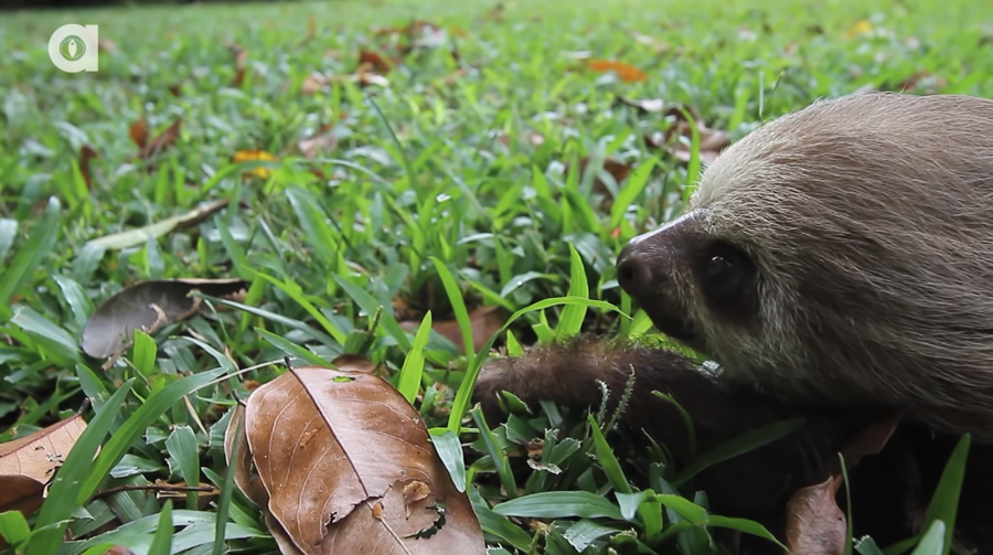 crawling sloth
