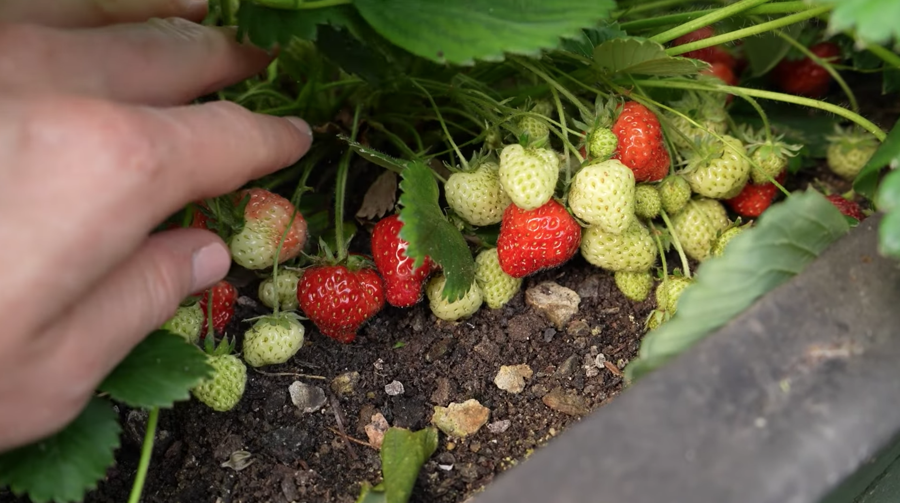 healthy strawberries