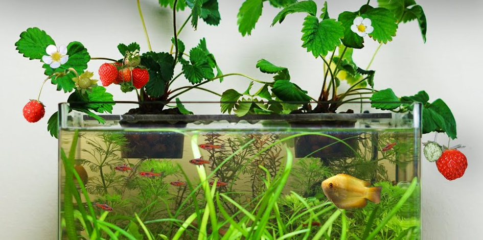 Making a Strawberry-Powered Aquarium (With No Filter) 