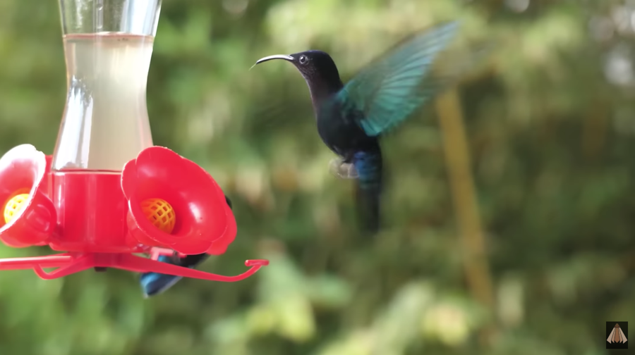 hummingbird beak variations
