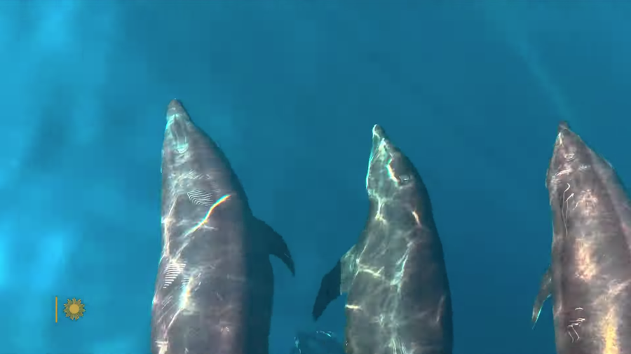 dolphins swim just below the water's surface