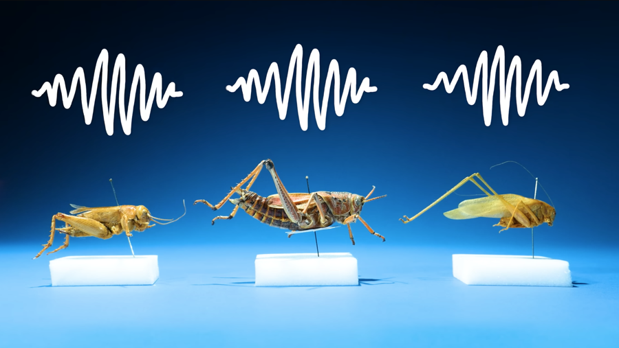 cricket, grasshopper, katydid sounds
