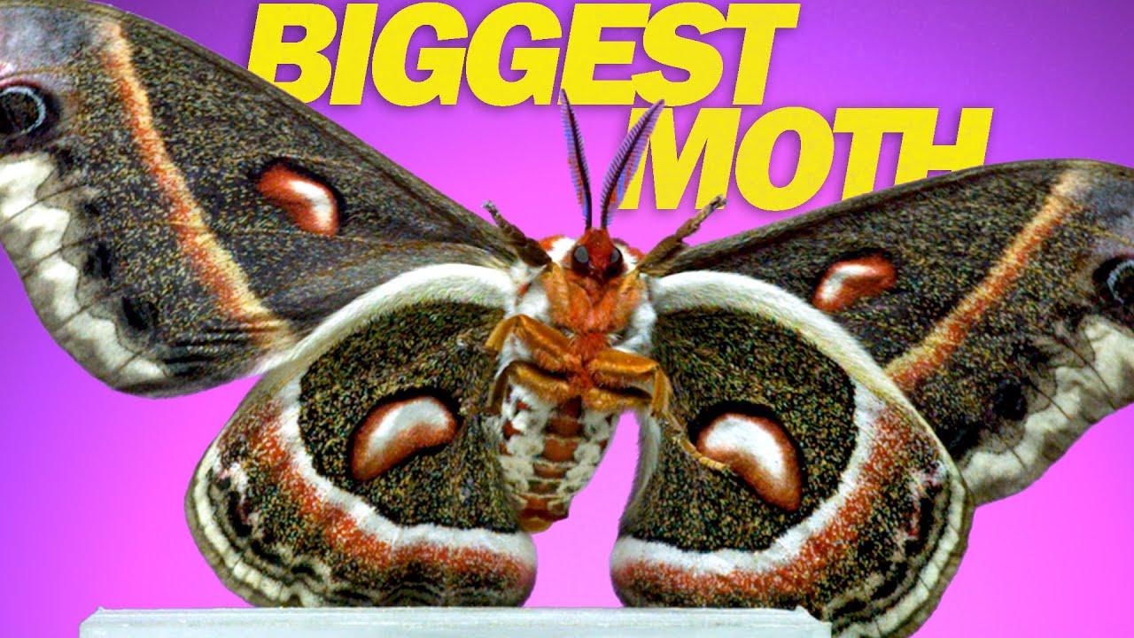 The Cecropia moth + 9 incredible species in slow-motion