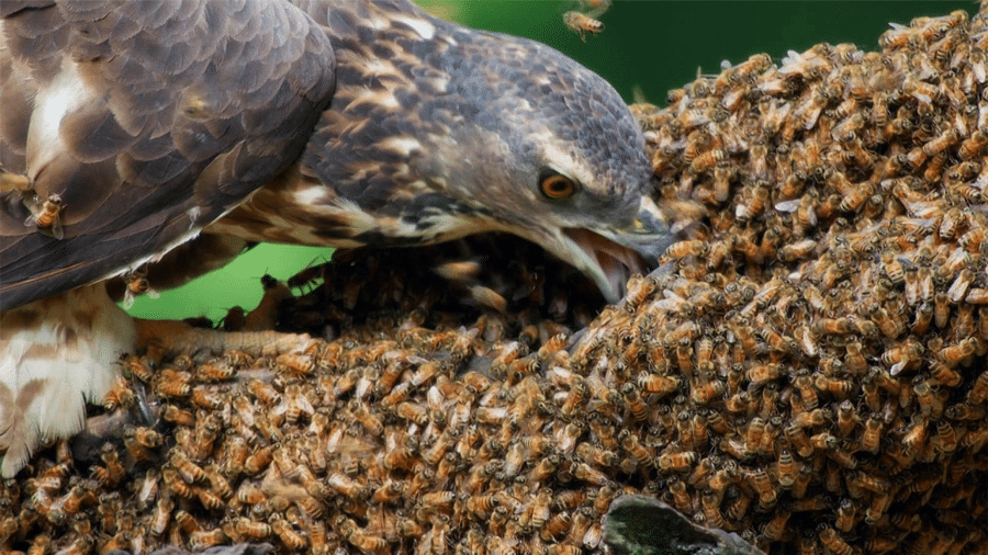 Crested honey buzzards feast on bee and wasp larvae